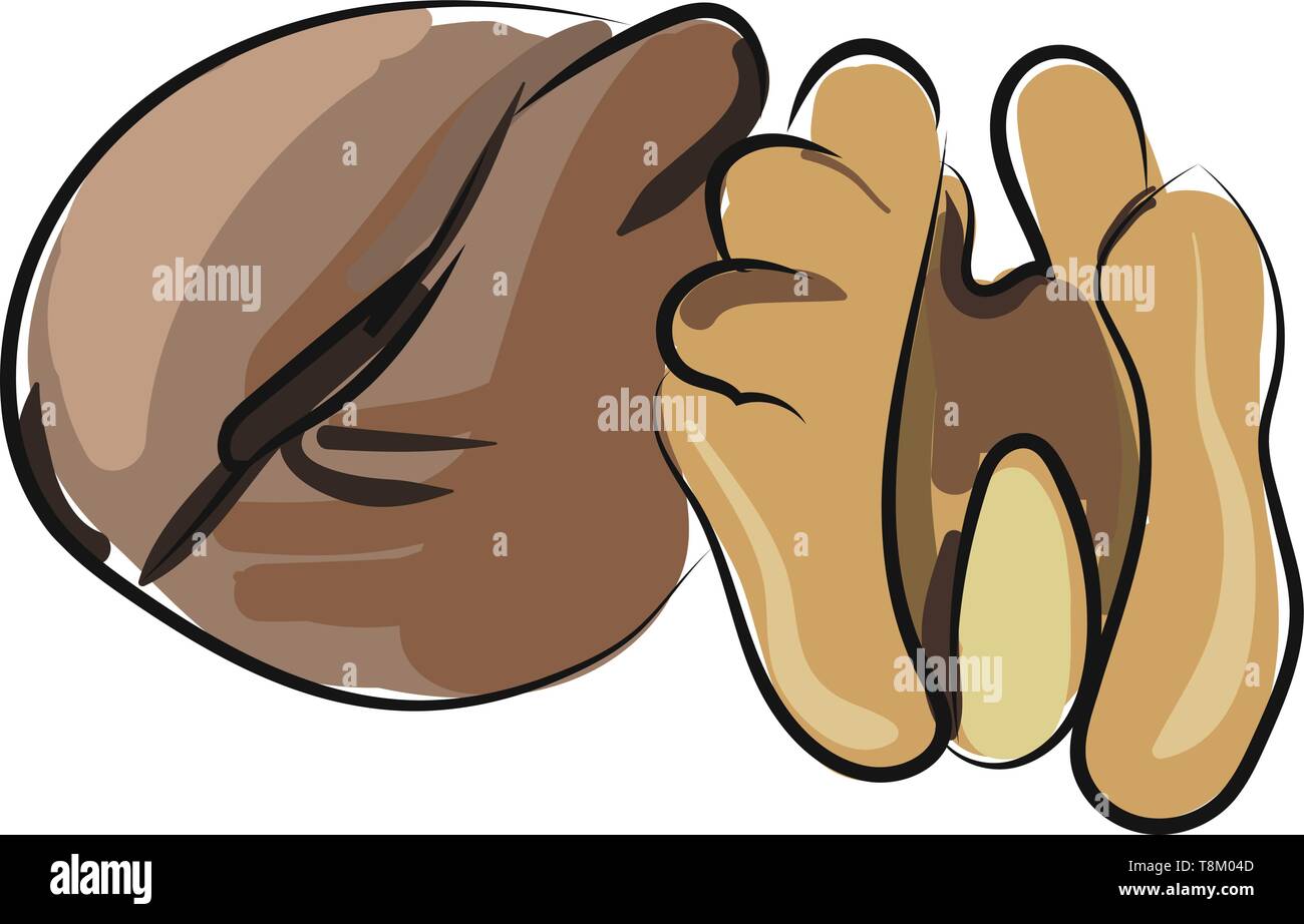 Two walnut brown in color, vector, color drawing or illustration. Stock Vector