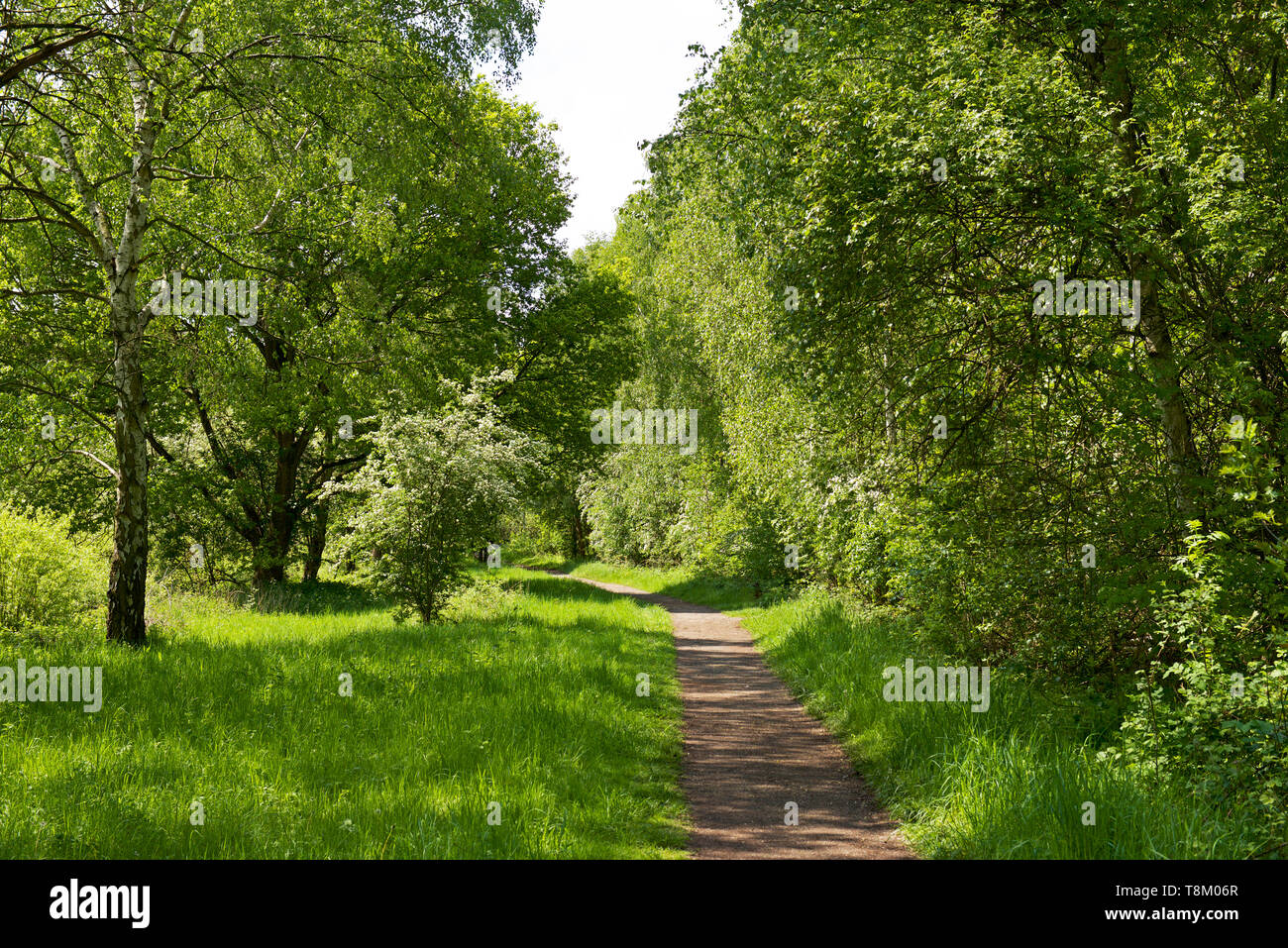 Potteric Carr, a Yorkshire Wildlife Trust nature reserve, near Doncaster, South Yorkshire, England UK Stock Photo