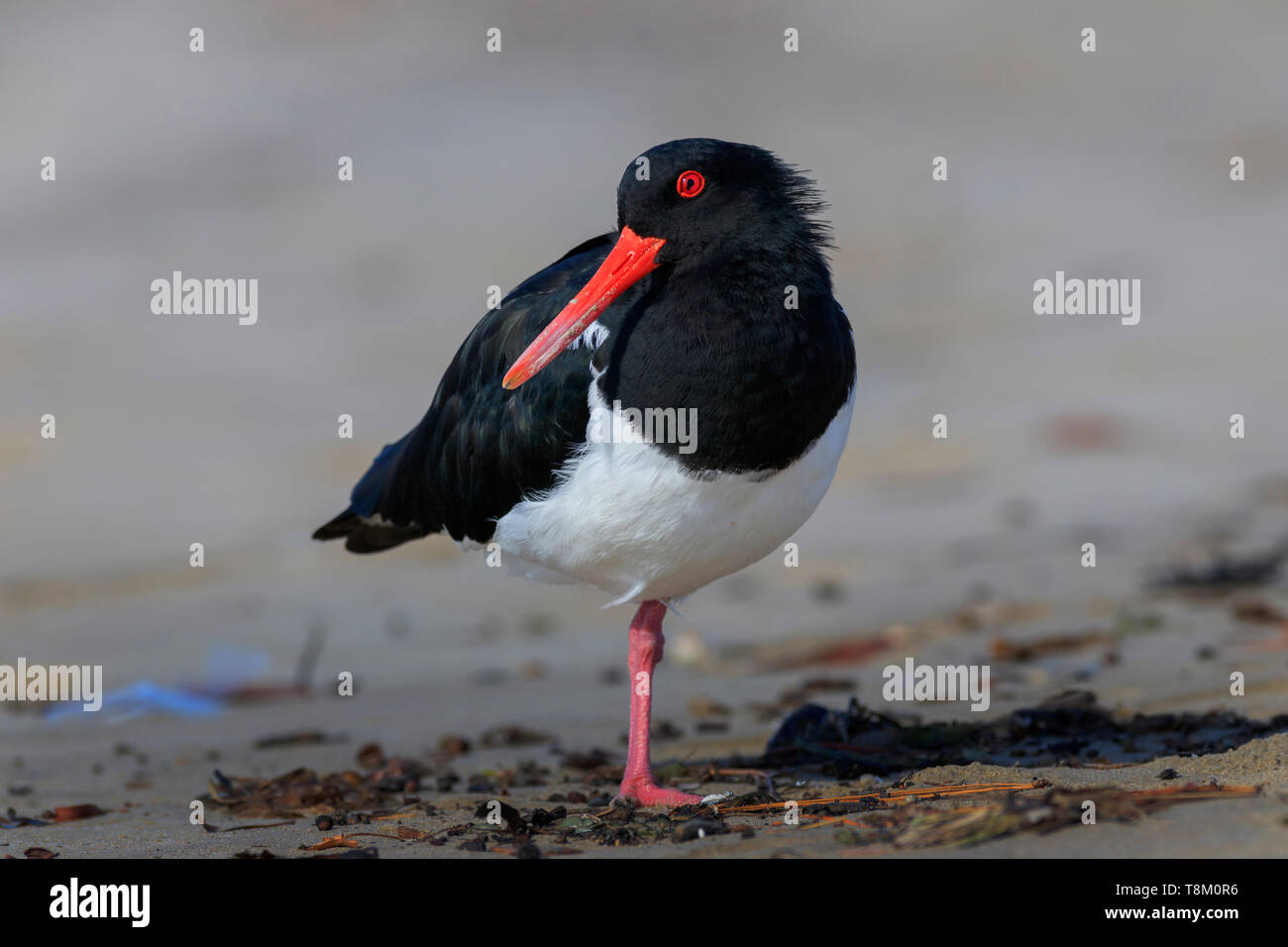 Pied Oystercatcher, Haematopus longirostris, shorebird with black and white feathers and long orange beak standing on one foot on a beach near Hasting Stock Photo