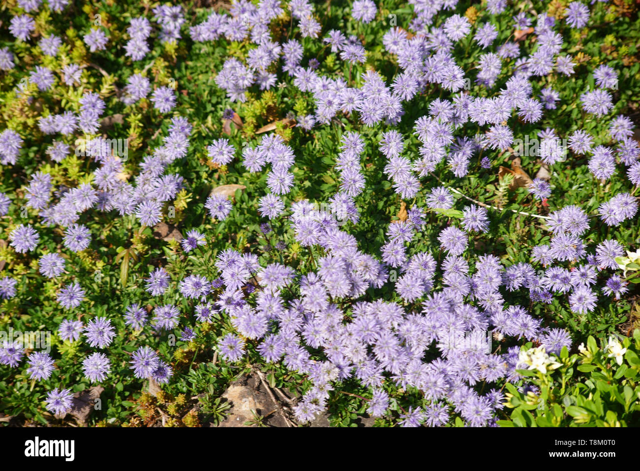 The closeup and top view of a garden bed with the flowers of the heart-leaved globe flower. Stock Photo