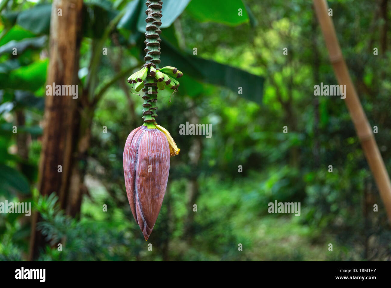 Banana flower growing in tropical garden in Tamcoc, Vietnam, Asia Stock