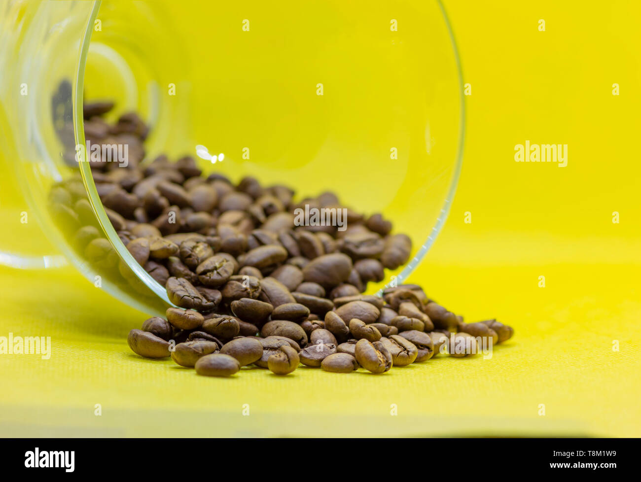 Coffee beans close up roasted as wallpaper with yellow background Stock ...