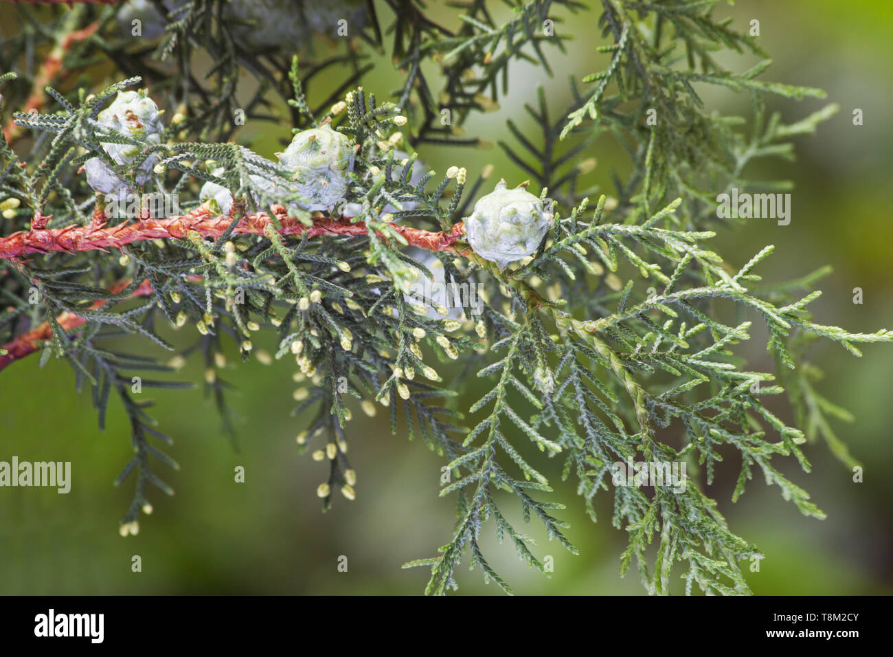 Close up of cypress berries on a branch Stock Photo
