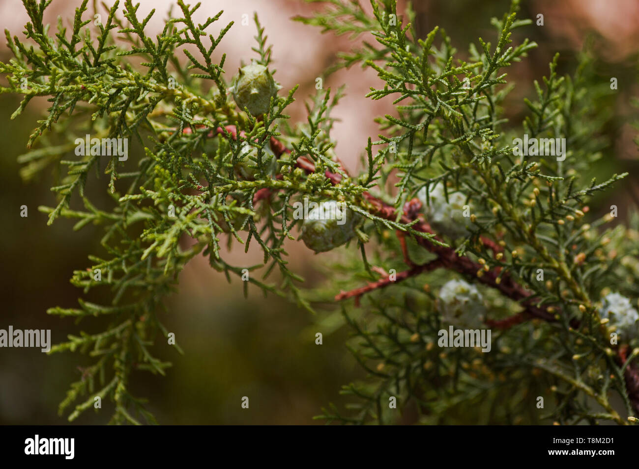 Close up of cypress berries on a branch Stock Photo