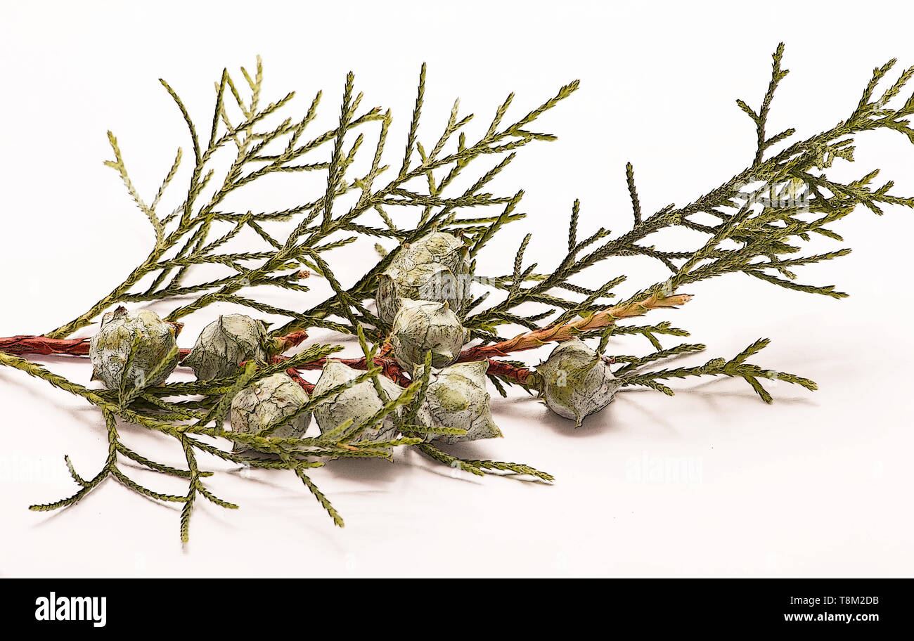 Cypress plants hires stock photography and images Alamy