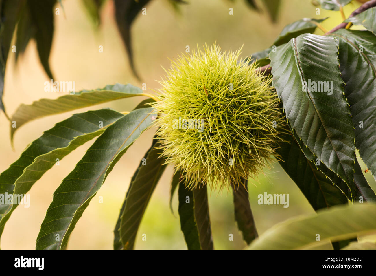 Sweet chestnut tree with fruit Stock Photo Alamy