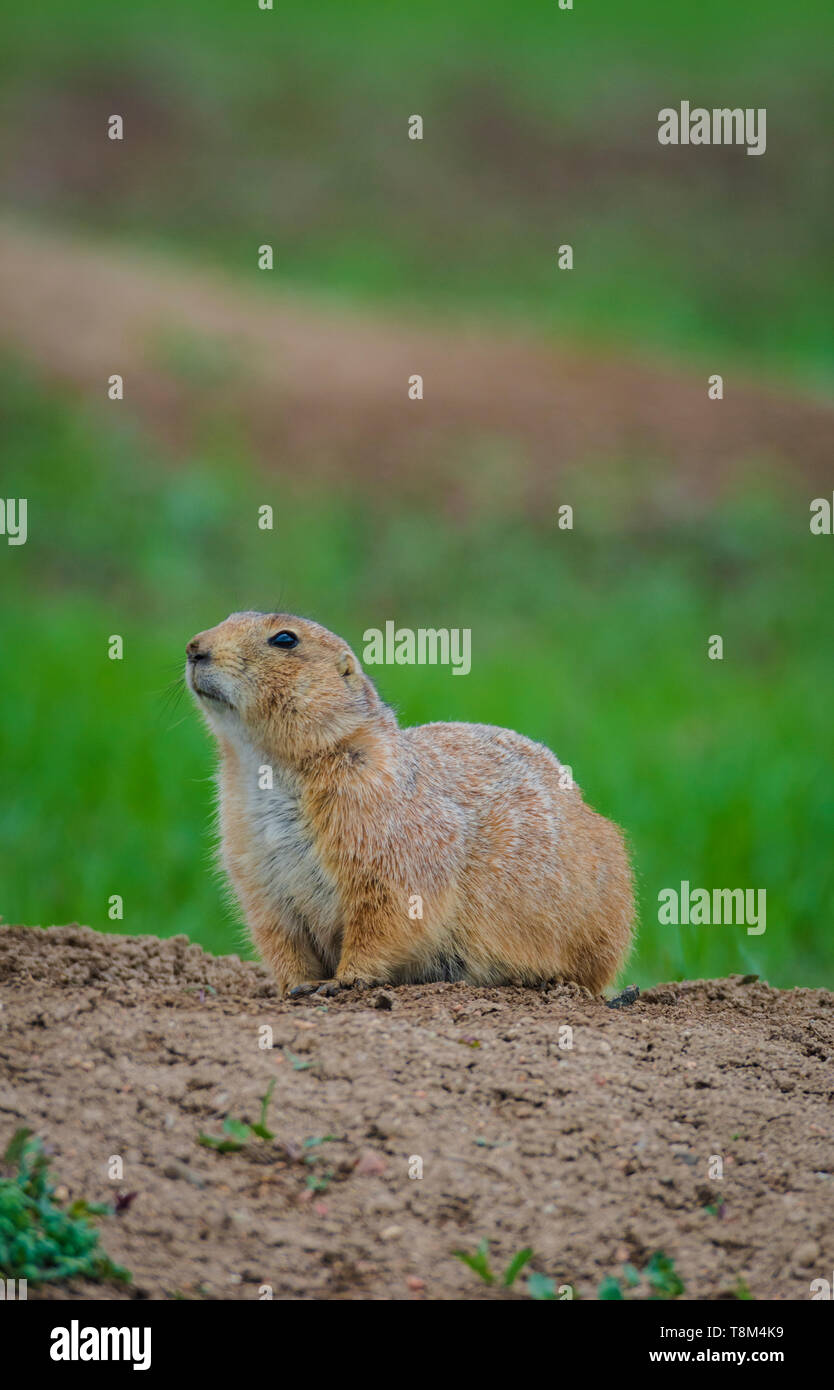 can you get the plague from a prairie dog