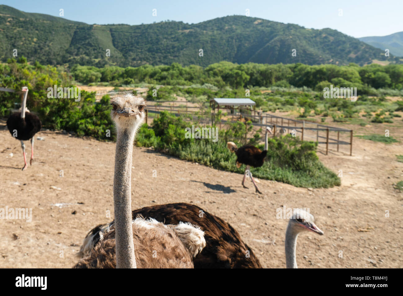Walking Ostriches. Ostrich Farm, California Stock Photo