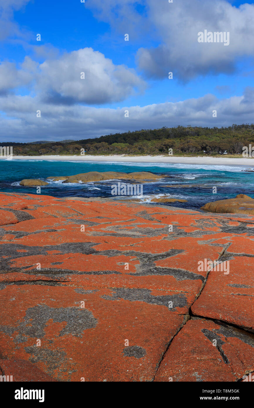 Orange lichen covered granite boulders on the Bay of Fires East coast of Tasmania Australia. Stock Photo