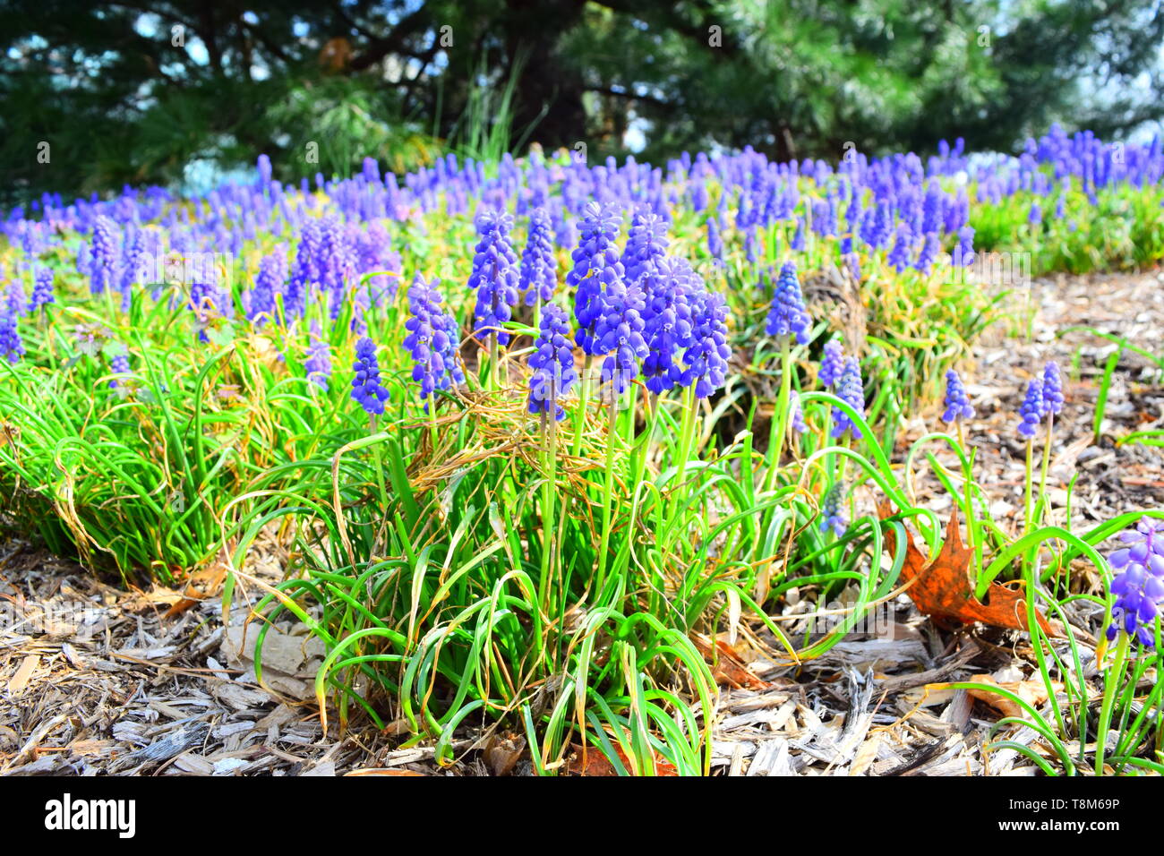 Muscari Blue Bells Flower Field Stock Photo