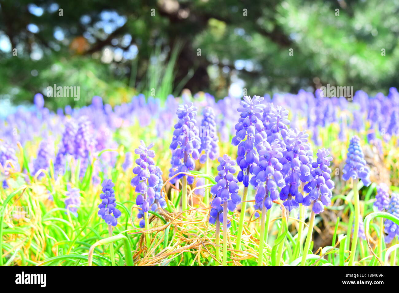 Muscari Blue Bells Flower Field Stock Photo