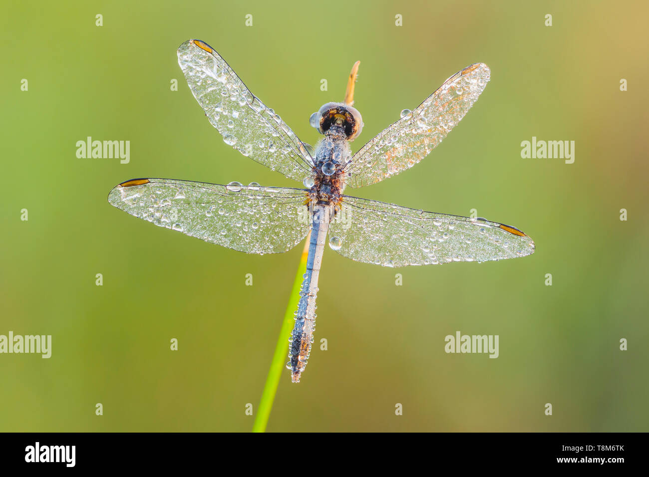 A dew-covered male Little Blue Dragonlet (Erythrodiplax minuscula) perches while waiting for the sun to heat up wings in the early morning. Stock Photo