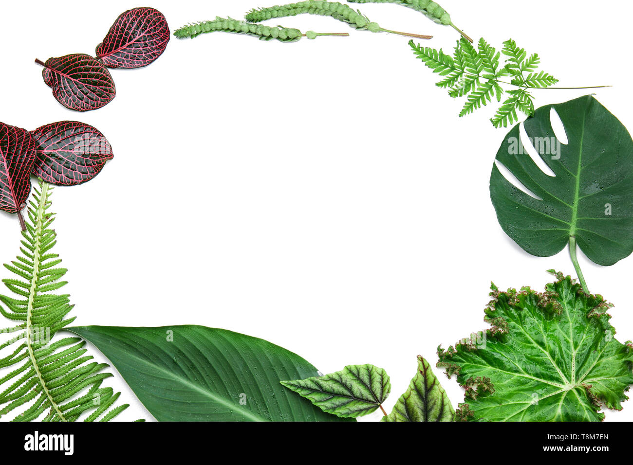 Frame made of tropical leaves on white background Stock Photo - Alamy