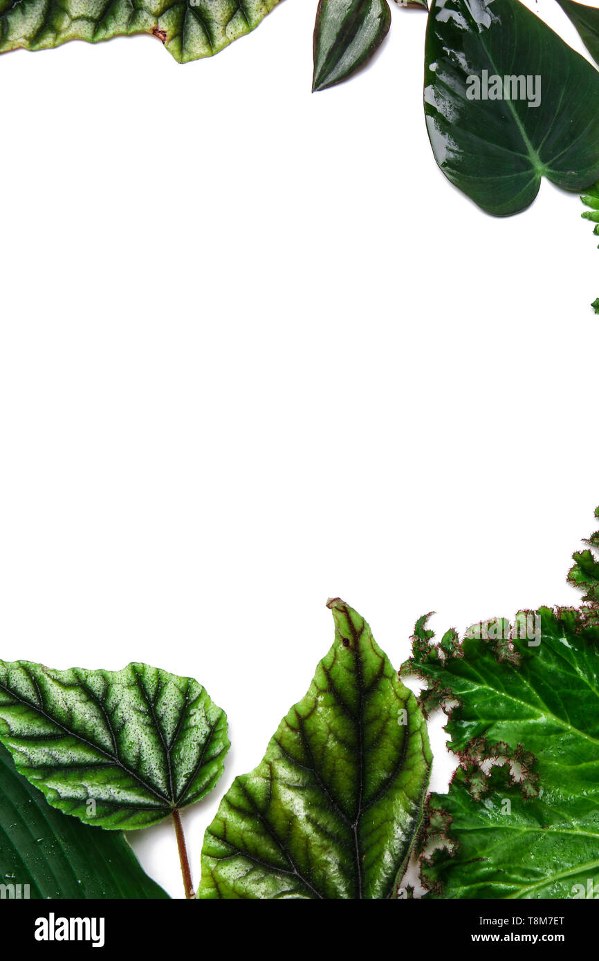 Frame made of tropical leaves on white background Stock Photo - Alamy