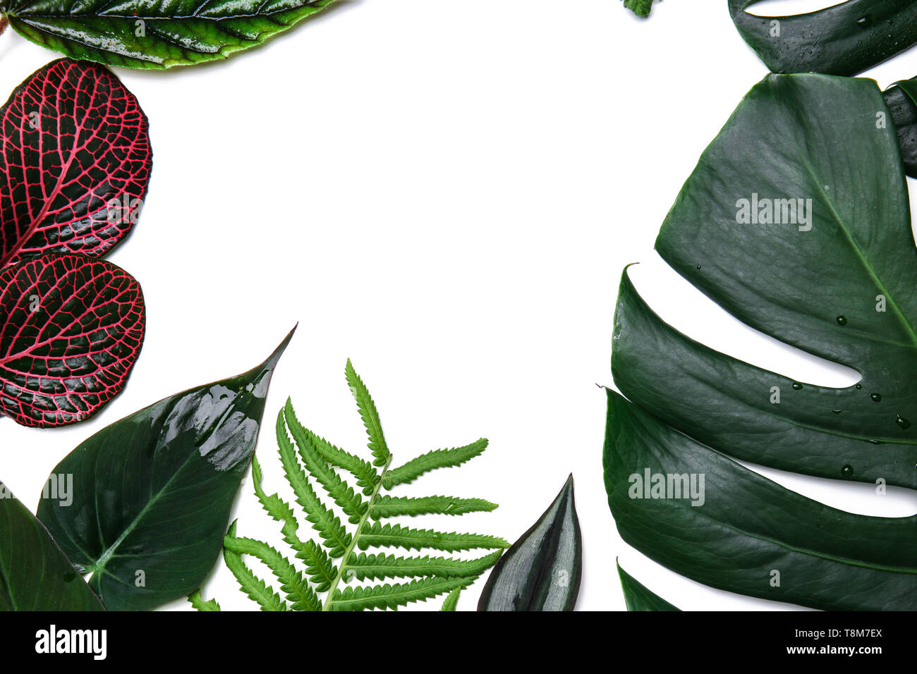 Frame made of tropical leaves on white background Stock Photo - Alamy
