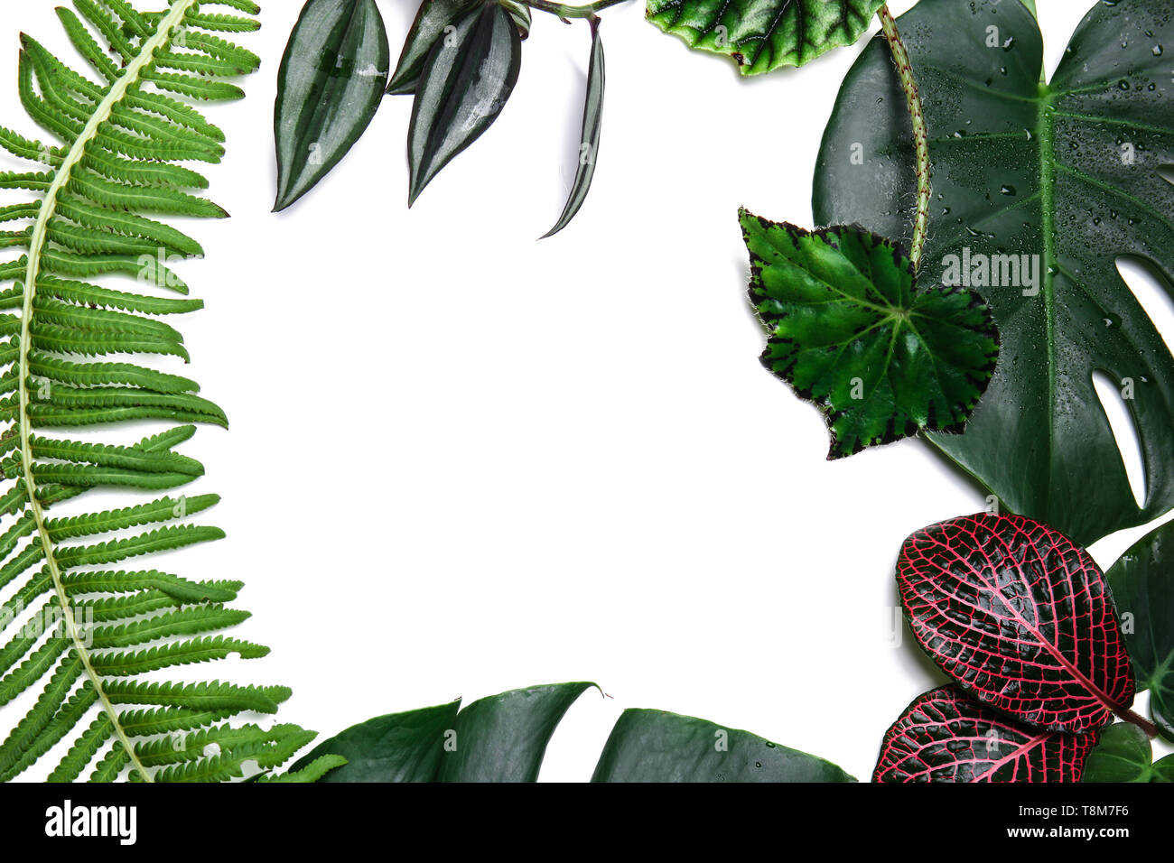Frame made of tropical leaves on white background Stock Photo - Alamy