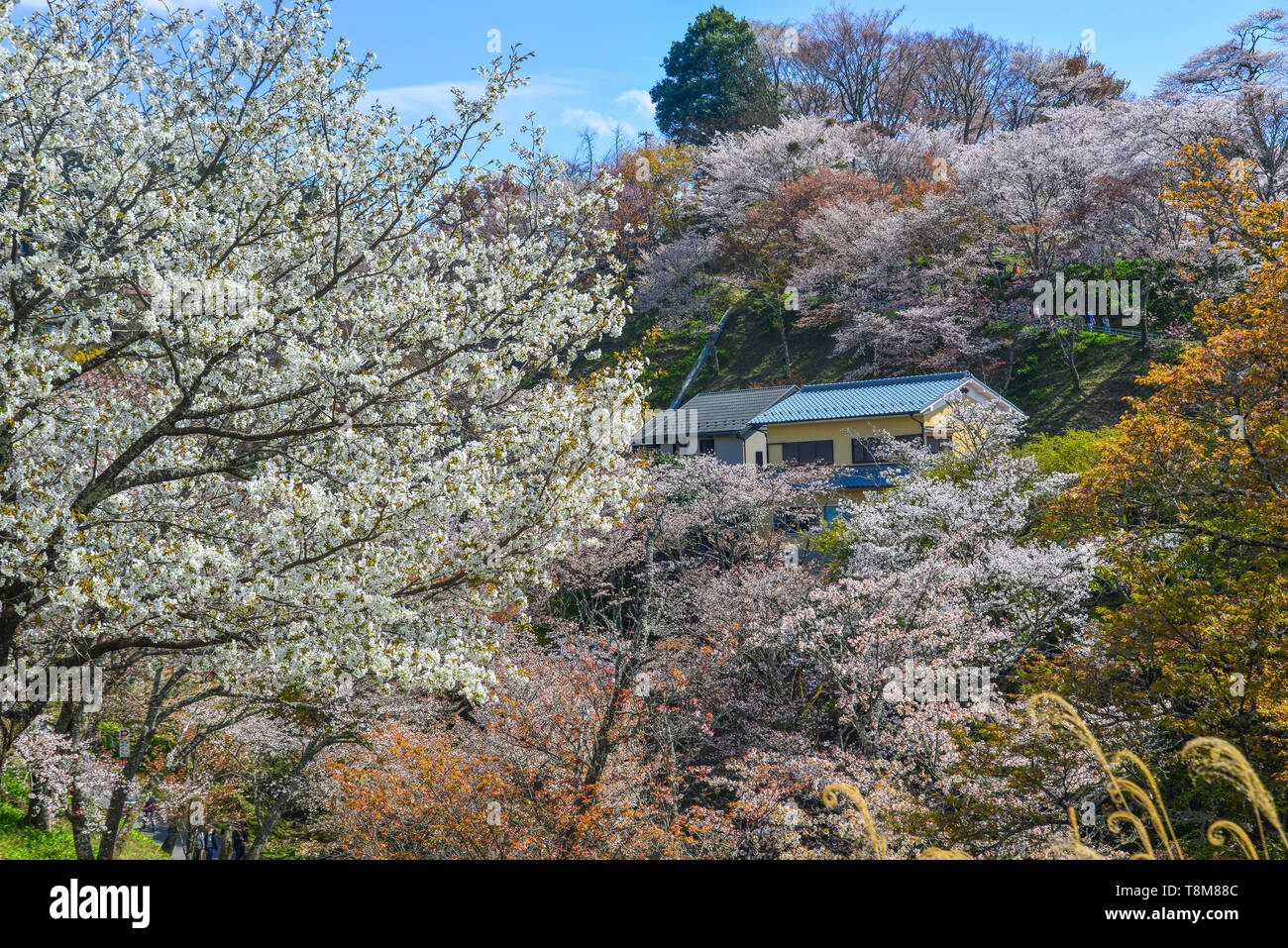 Rural House With Cherry Blossom Garden In Yoshino Park Japan