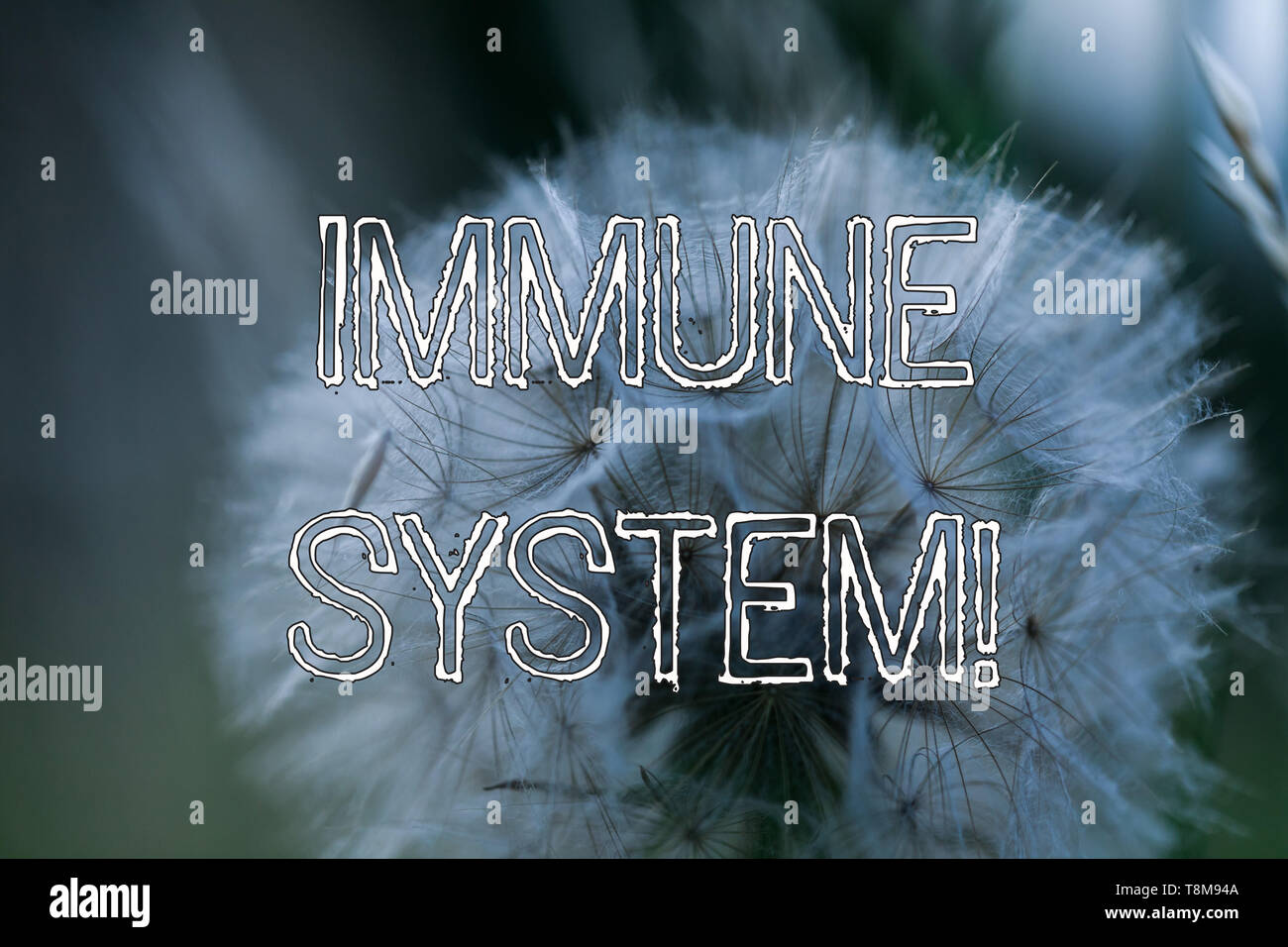 Word writing text Immune System. Business photo showcasing host defense ...
