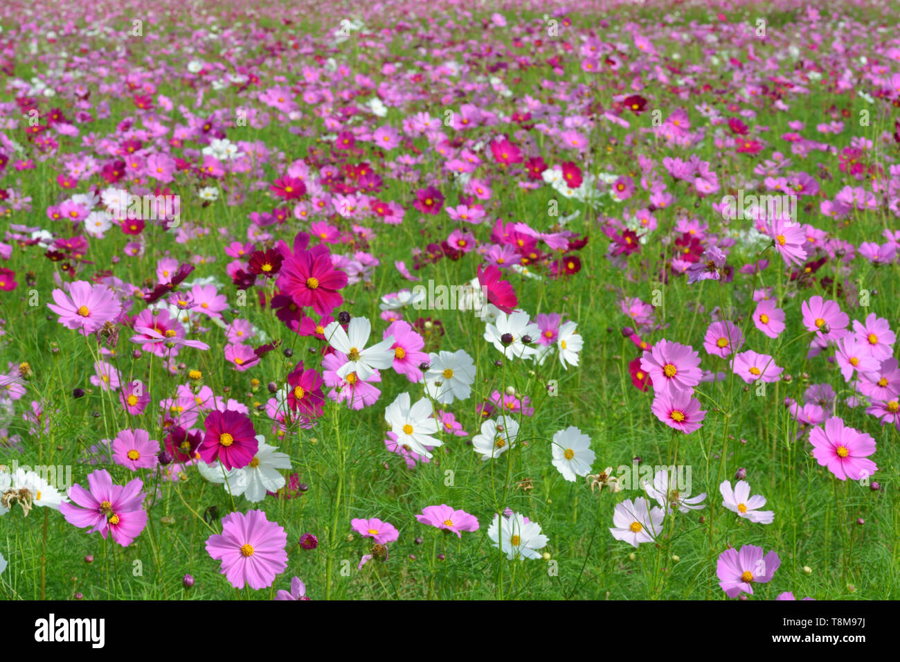 Cosmos Flower Field High Resolution Stock Photography and Images - Alamy