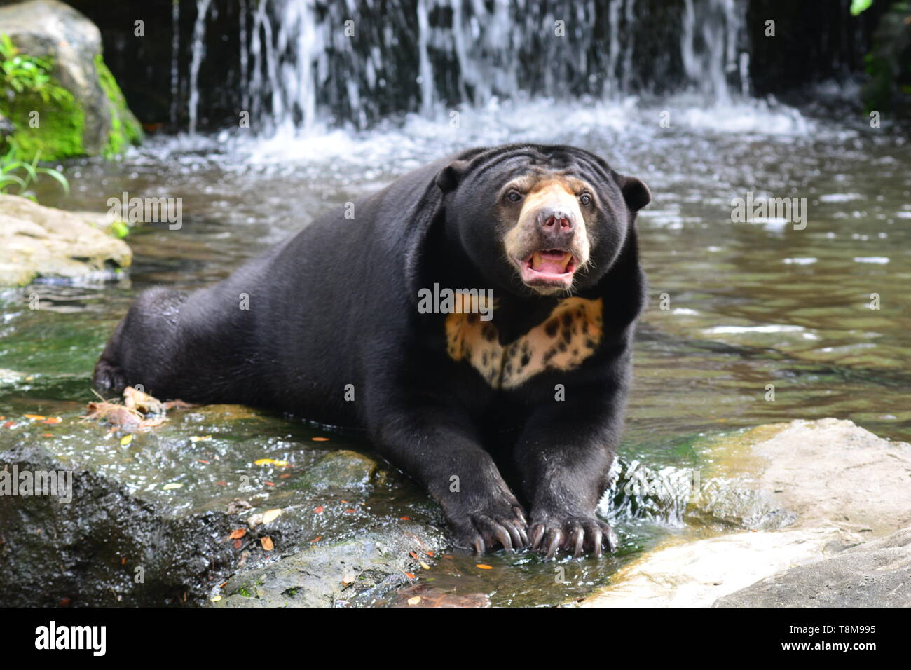 Malayan Sun Bear (Helarctos malayanus) in nature Stock Photo