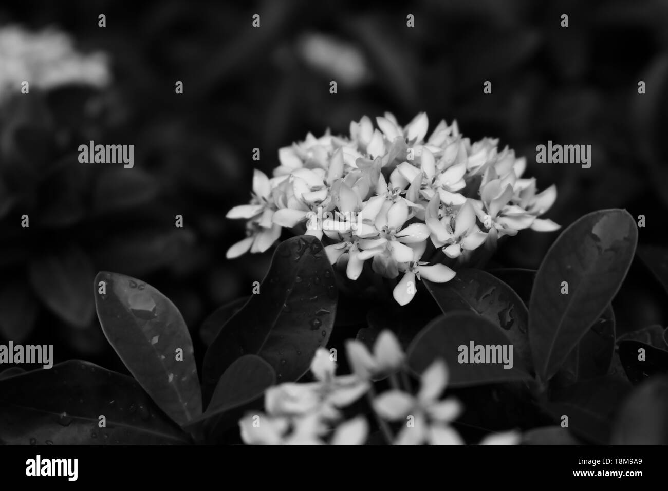 Closeup of blooming white ixora in garden, selective focus, monochrome Stock Photo