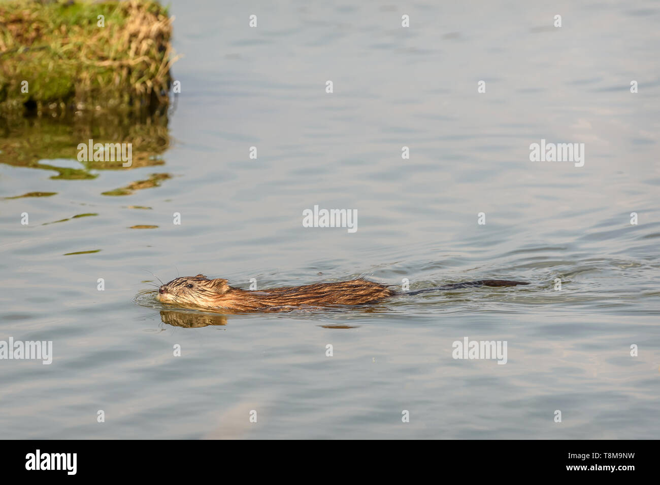 Wet muskrat (Ondatra zibethica) close-up swimming on the water in the lake Stock Photo