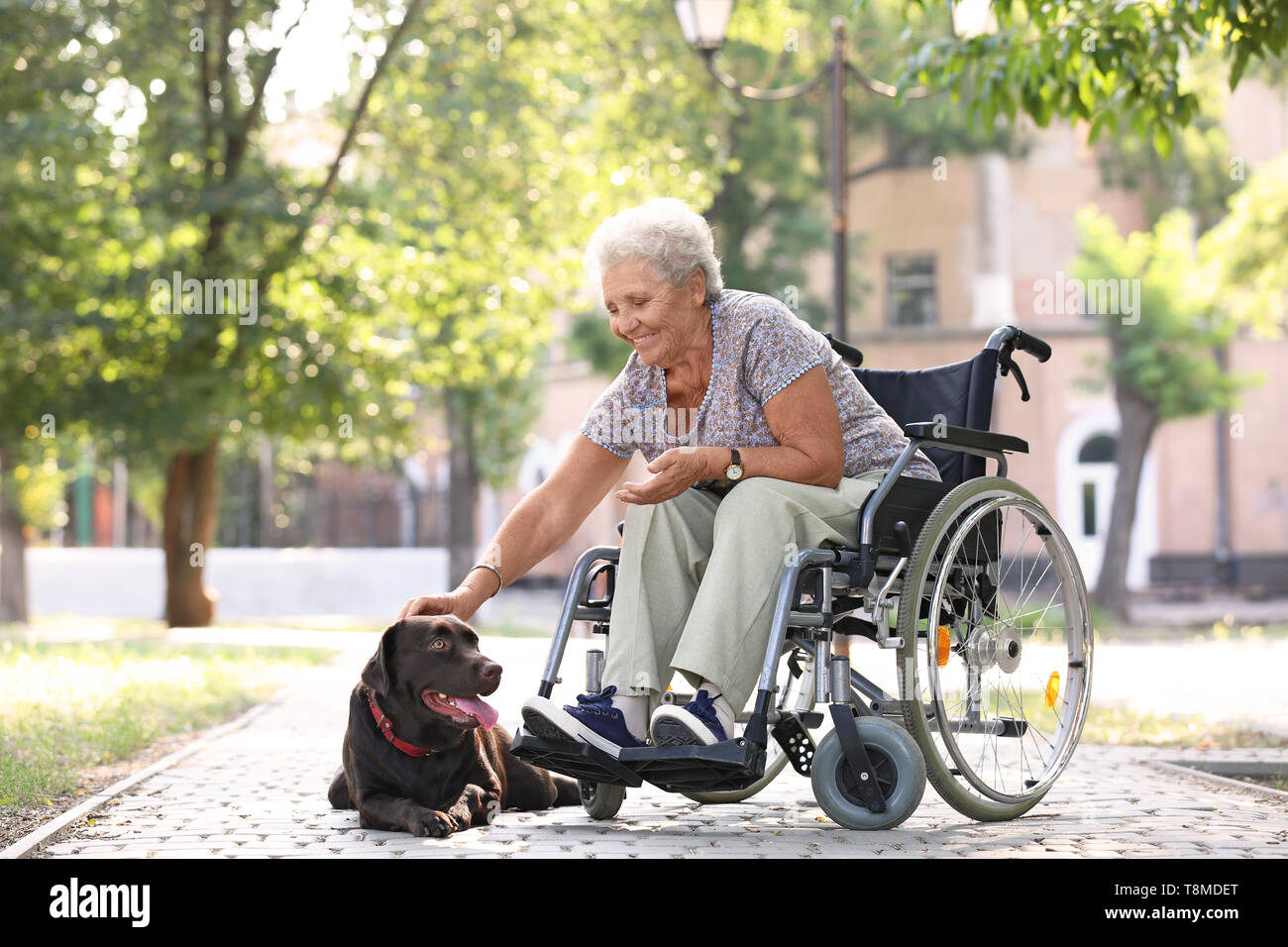 Senior woman in wheelchair and her dog outdoors Stock Photo