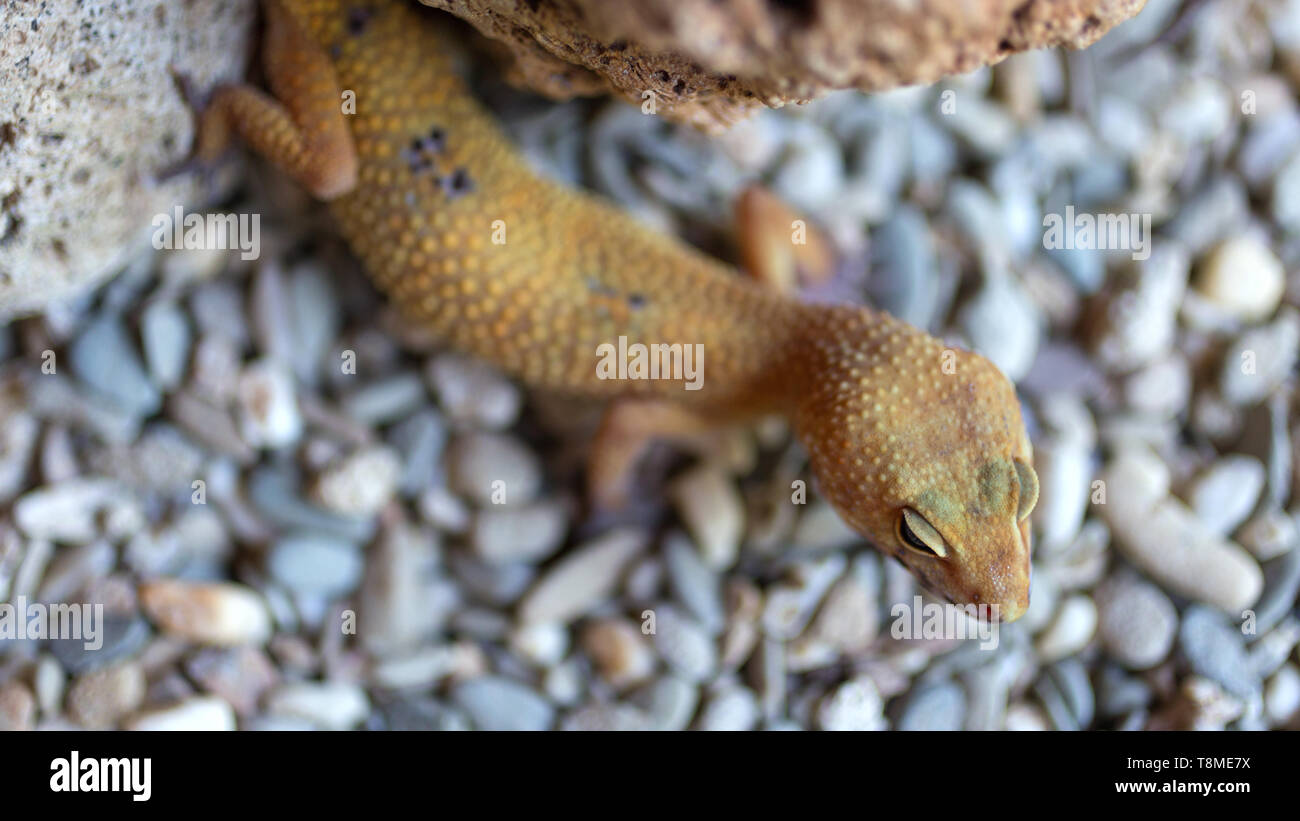A gekko or gecko on pebbles and stones Stock Photo