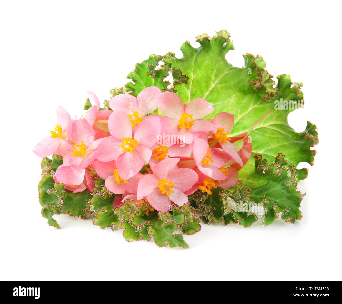 Beautiful tropical flowers with leaves on white background Stock Photo ...