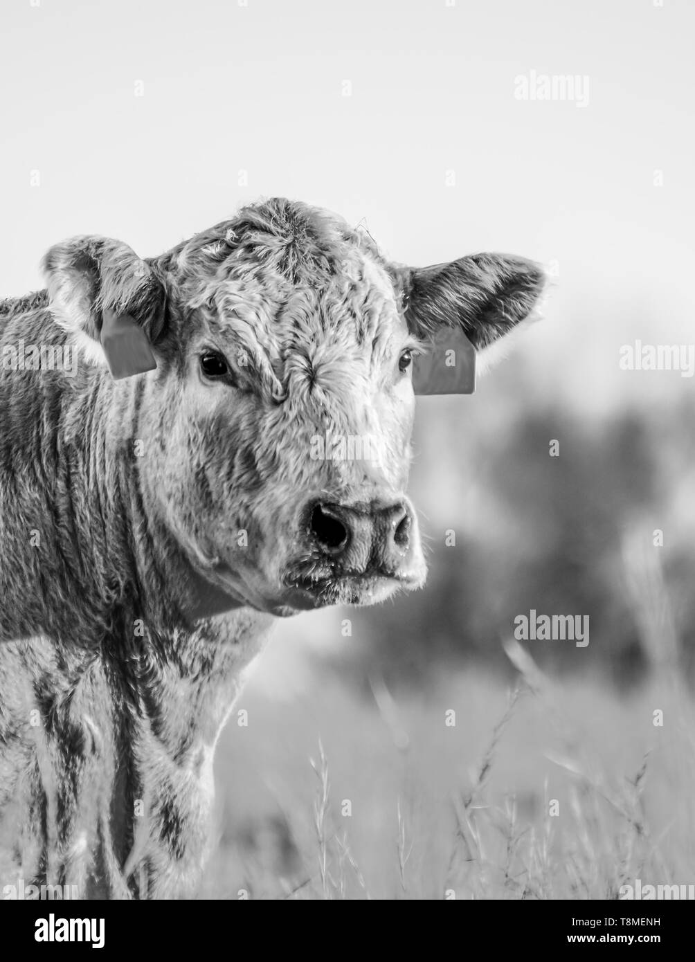 Portrait of a Charolais beef cow head and neck with blurred background and negative space above Stock Photo