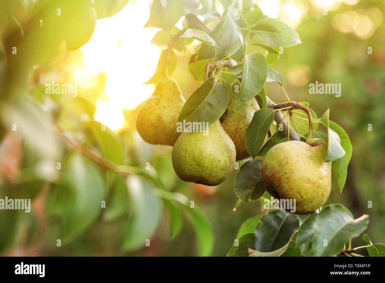 Ripe juicy pears on tree hi-res stock photography and images - Alamy