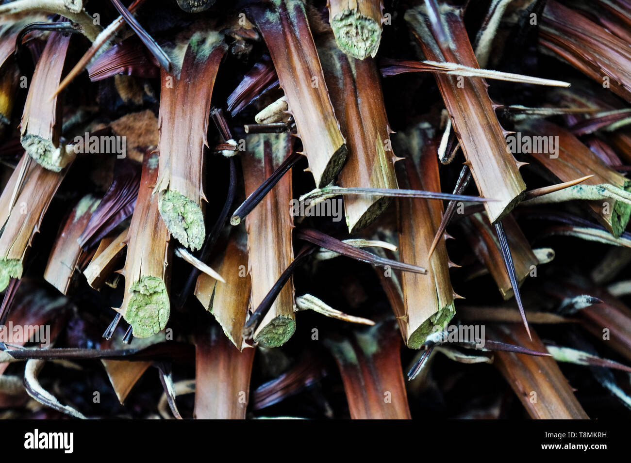 Small Sharp Cut botanical garden sharp cut plant Stock Photo - Alamy