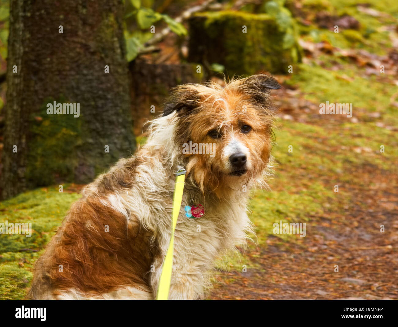 Unlucky dog sitting in the rain Stock Photo Alamy