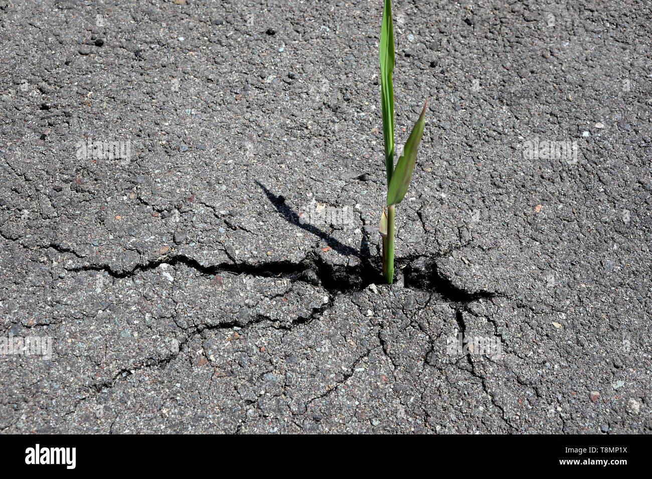 Reed bursting through tarmac road, Japan Stock Photo