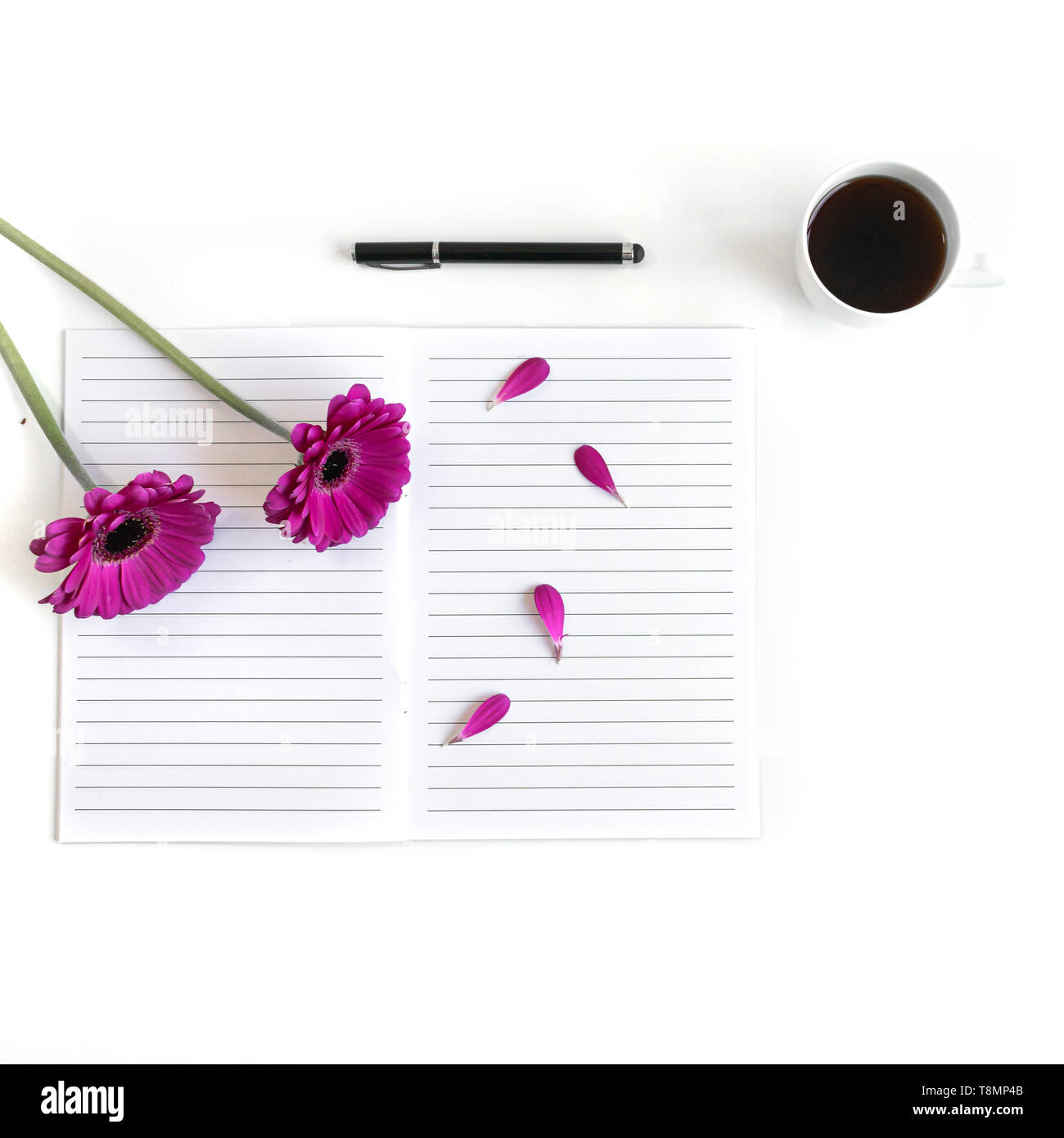 Flat lay open Bible or book and pink, purple, violet, red Gerbera flower on a white background. With pink petals, black tea, open journal, black pen Stock Photo