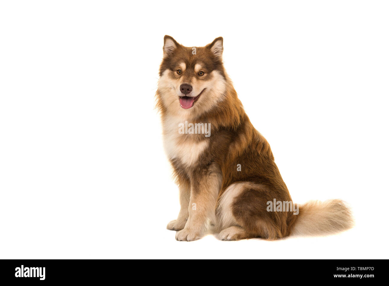 Sitting Finnish lapphund seen from the side looking at the camera ...