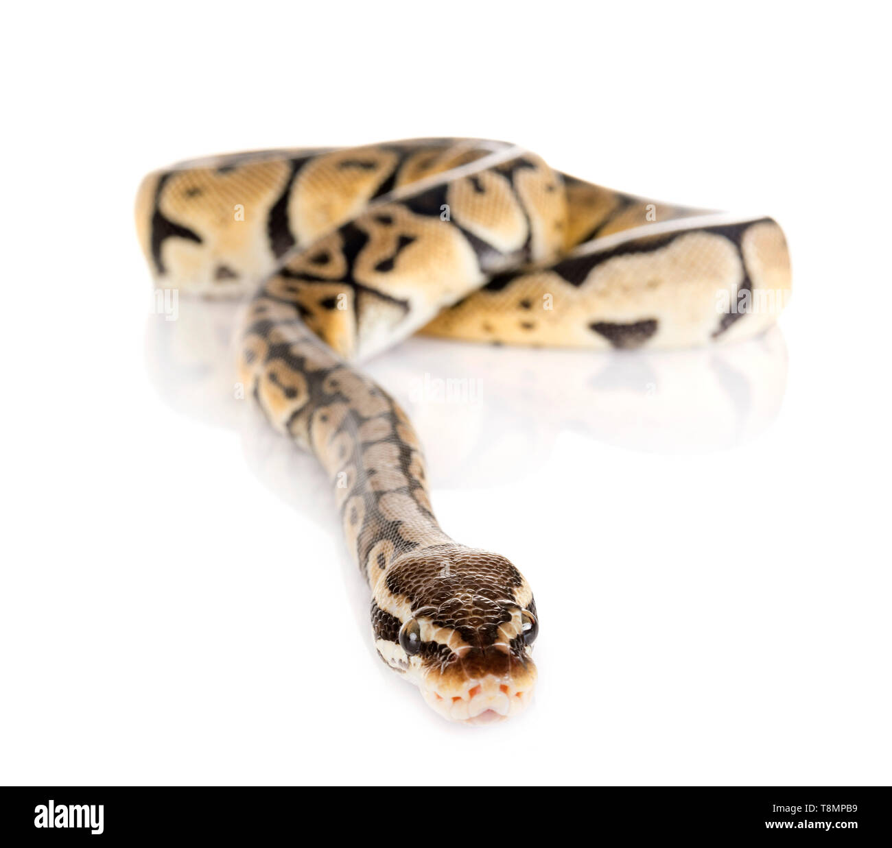 Ball python in front of white background Stock Photo - Alamy