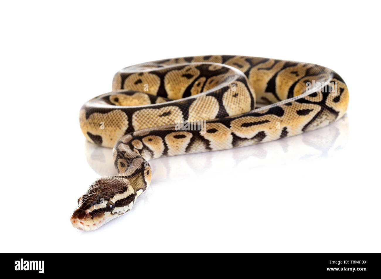 Ball python Cut Out Stock Images & Pictures - Alamy