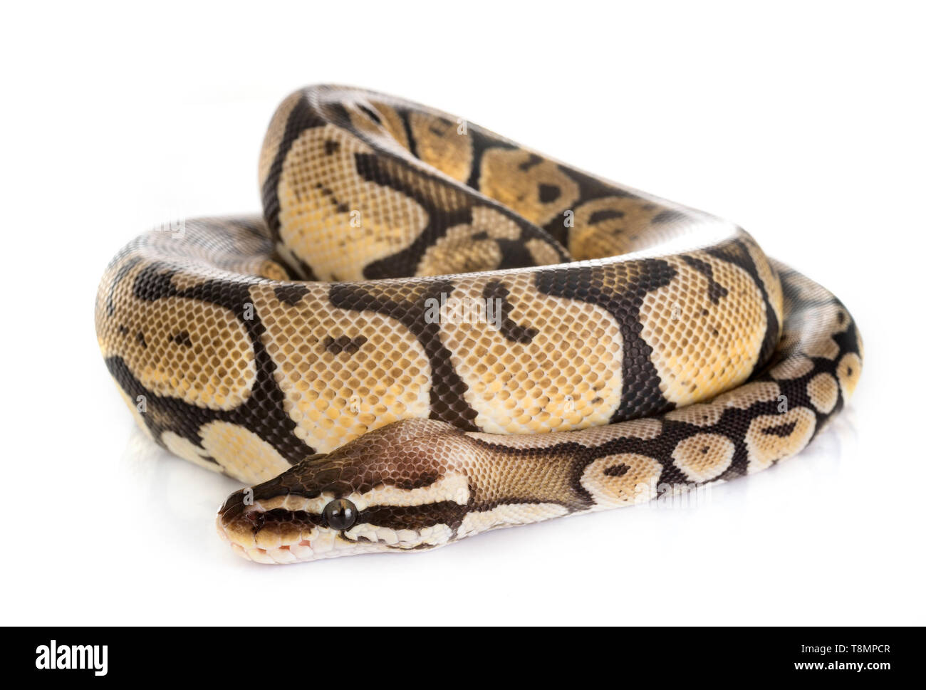 Ball python in front of white background Stock Photo - Alamy