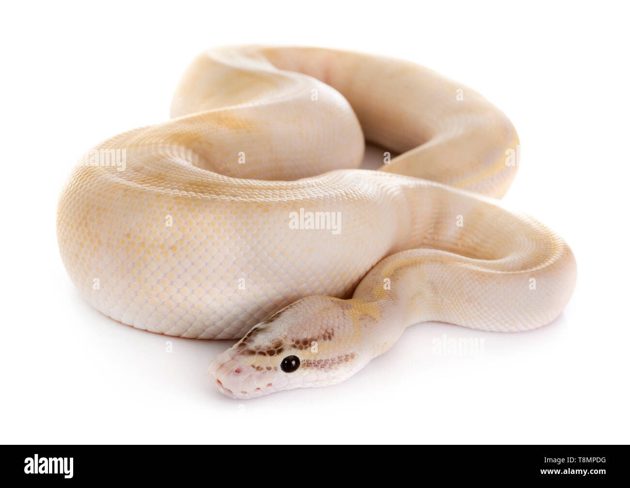 Ball python in front of white background Stock Photo