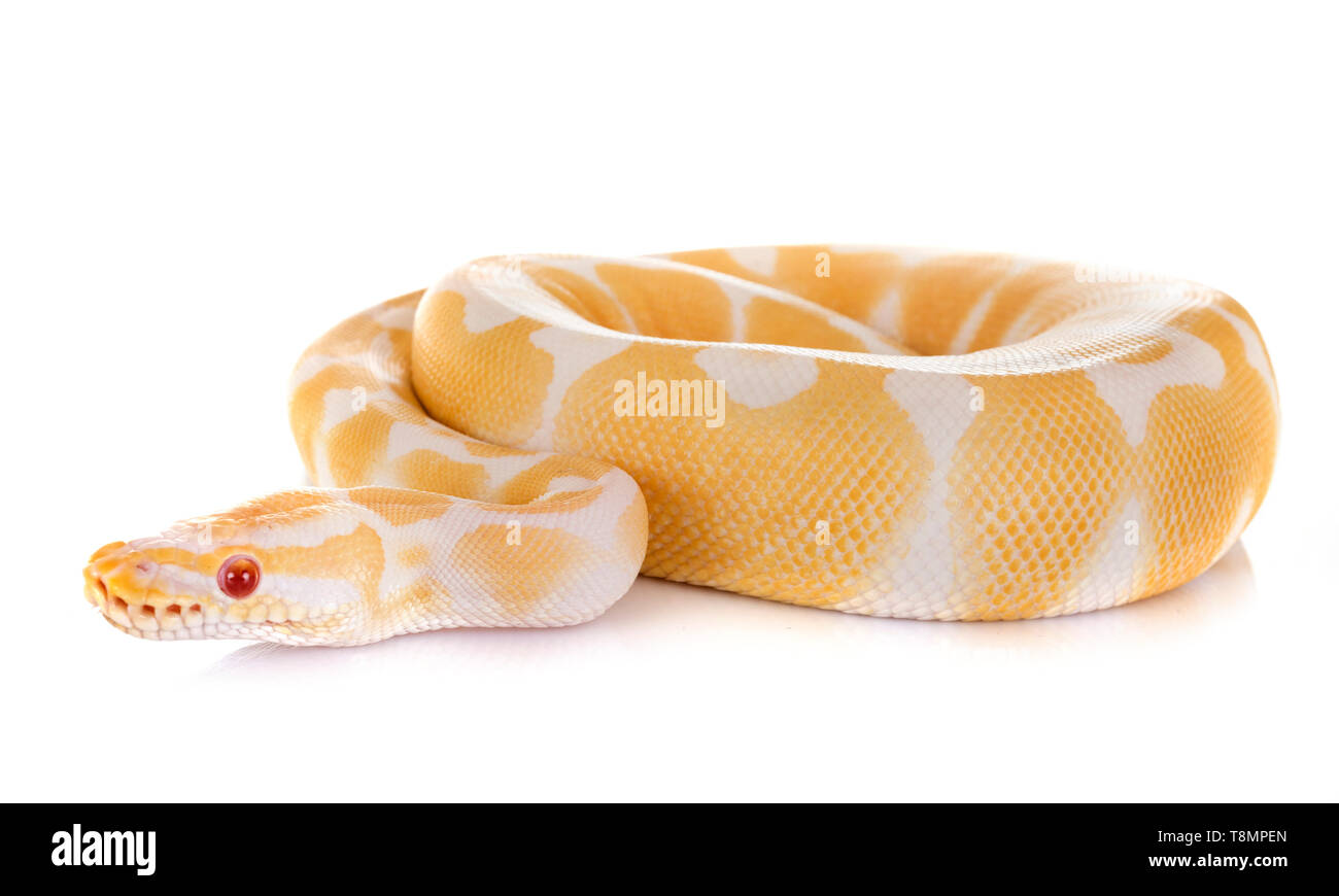 Ball python in front of white background Stock Photo - Alamy