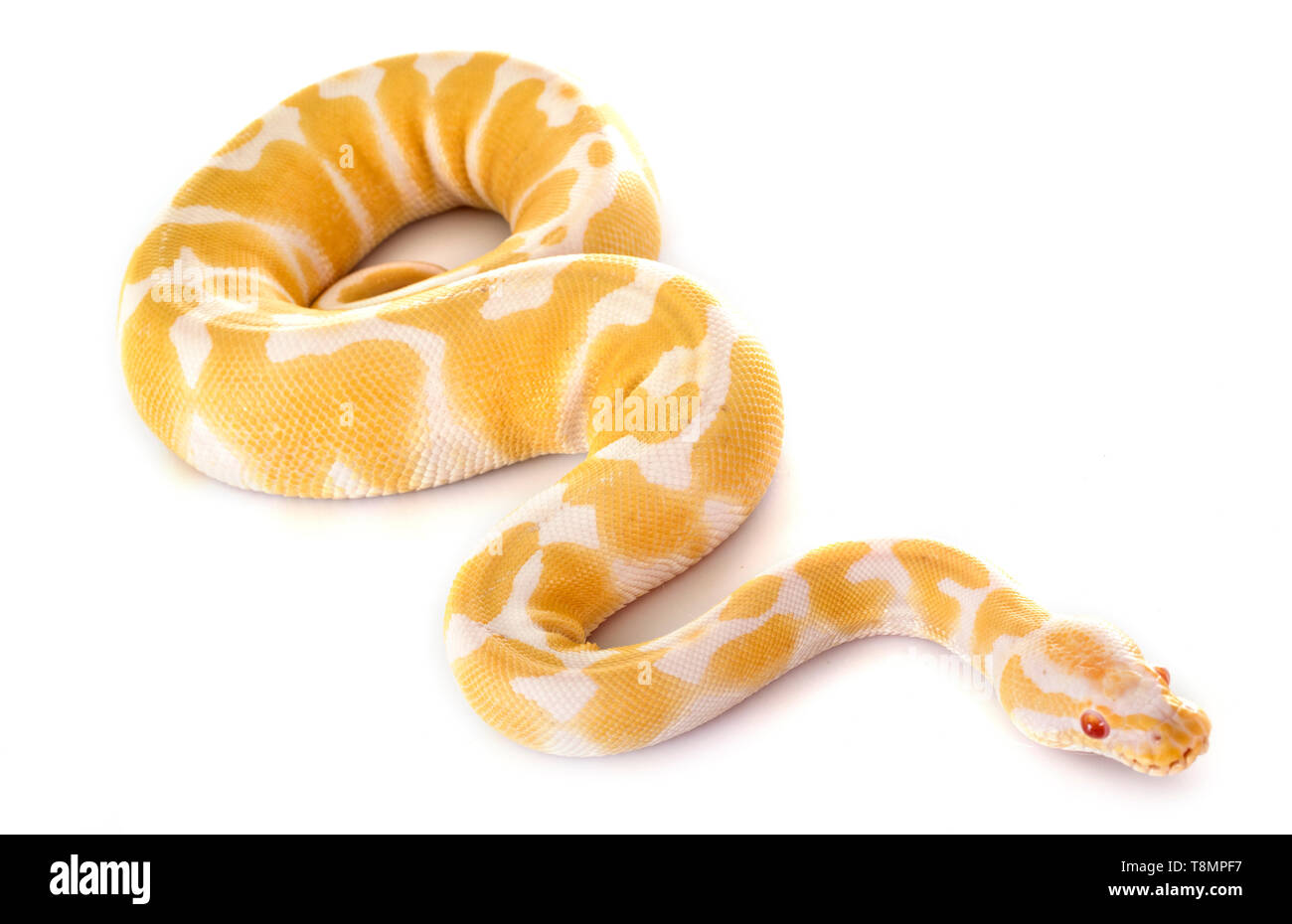 Ball python in front of white background Stock Photo - Alamy