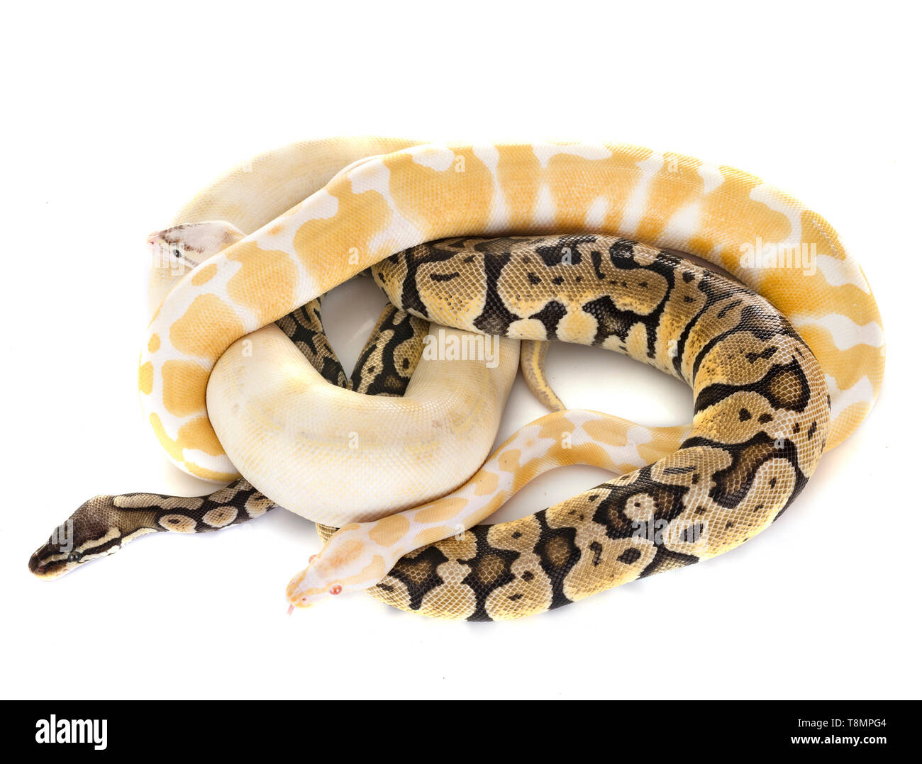 Ball pythons hi-res stock photography and images - Alamy