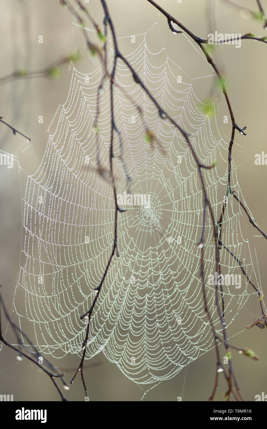 A perfrect spider web with dew drops without spider at morning Stock Photo
