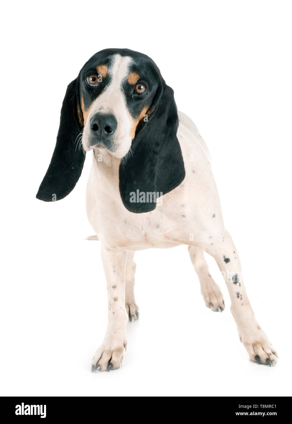 Schweizer Laufhund in front of white background Stock Photo