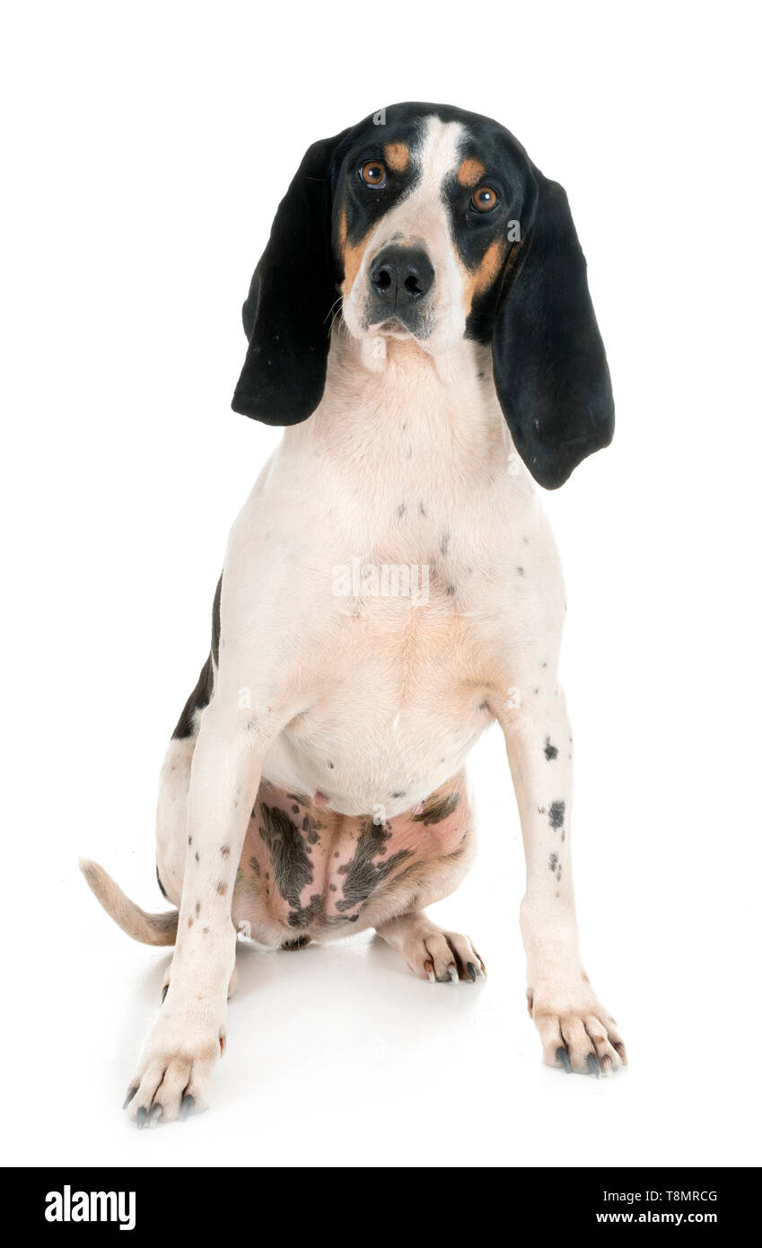 Schweizer Laufhund in front of white background Stock Photo