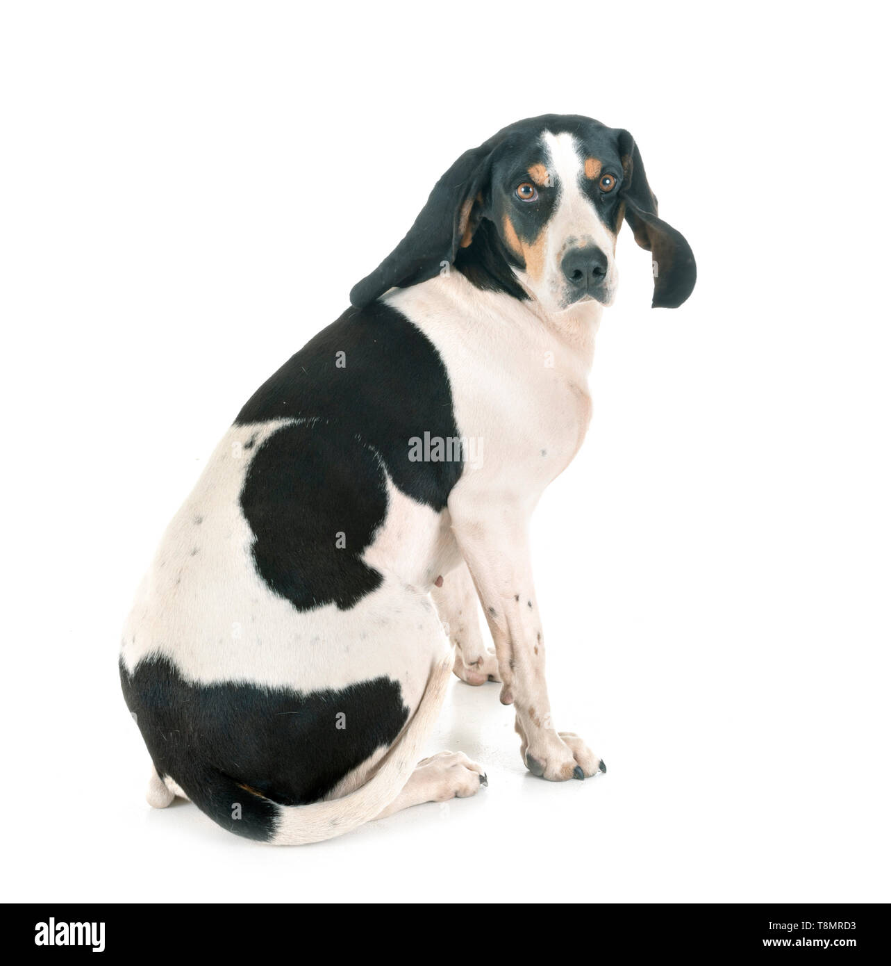 Schweizer Laufhund in front of white background Stock Photo