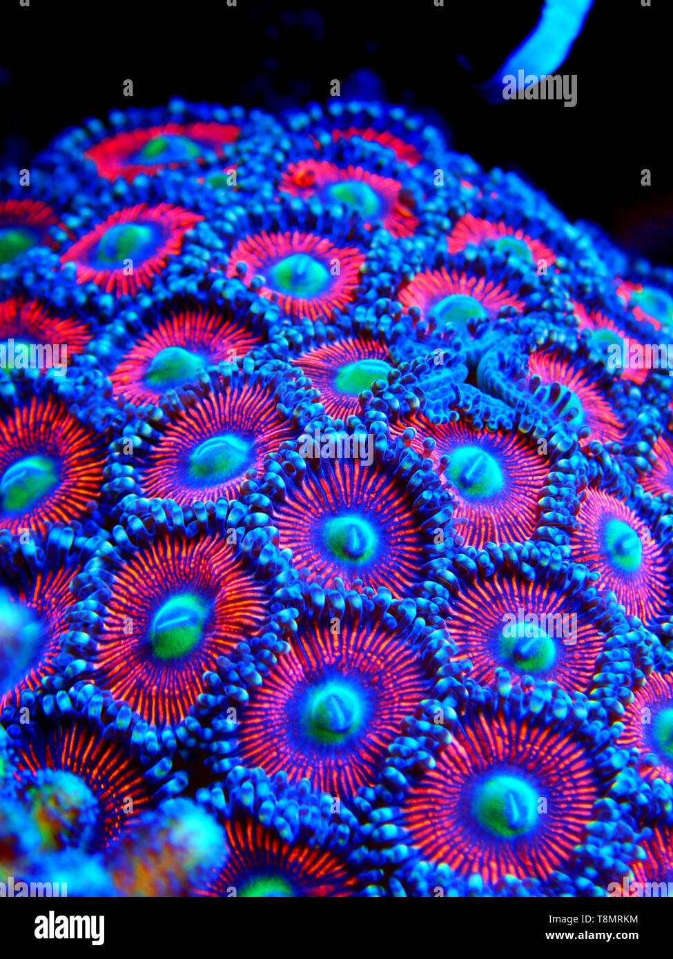 Zoanthus polyps colony aquacultured in coral reef aquarium tank Stock Photo
