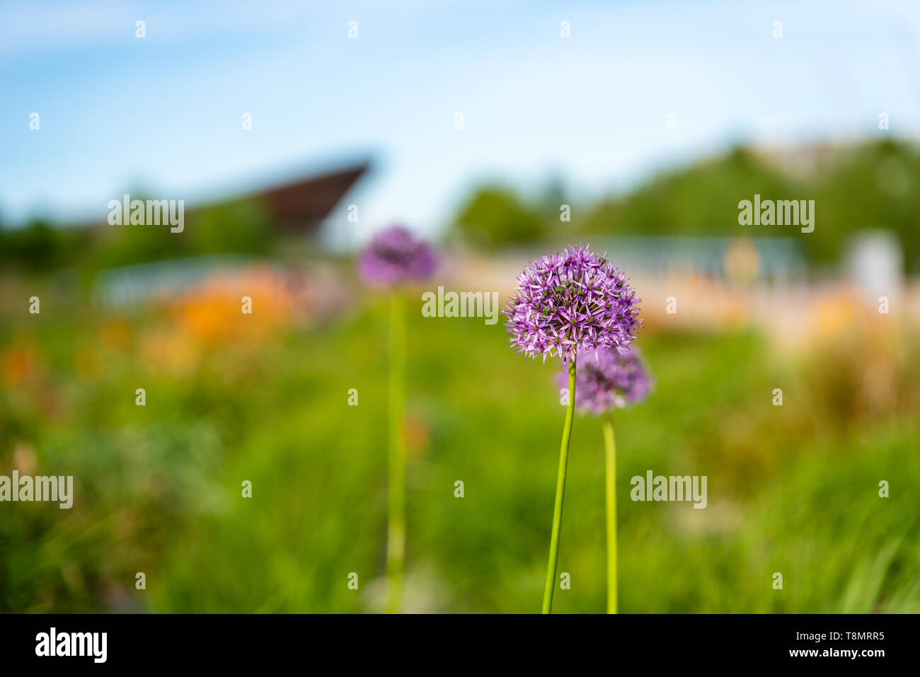 Flowers in a field Stock Photo