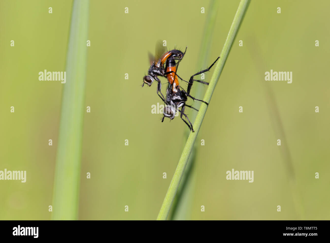 Parasitic tachina fly Stock Photo - Alamy
